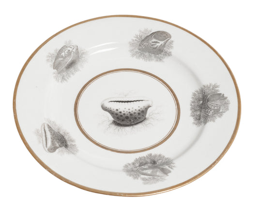 Chamberlains Worcester Antique Bat Printed En-Grisaille Plate -Sea Shell Studies (Code 2736)