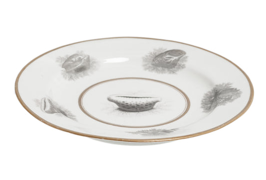 Chamberlains Worcester Antique Bat Printed En-Grisaille Plate -Sea Shell Studies (Code 2736)