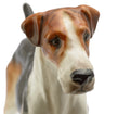 Royal Doulton English Foxhound HN1026 Ch. Tring Rattler figure - rear view showing full coat markings and raised tail