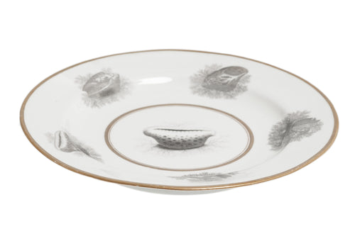 Antique Chamberlain Worcester Plate | En Grisaille Shell Studies | Bat Printed | c.1845